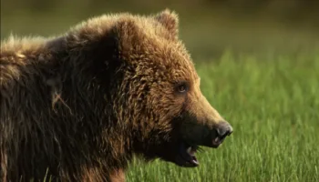 America's Wild Spaces