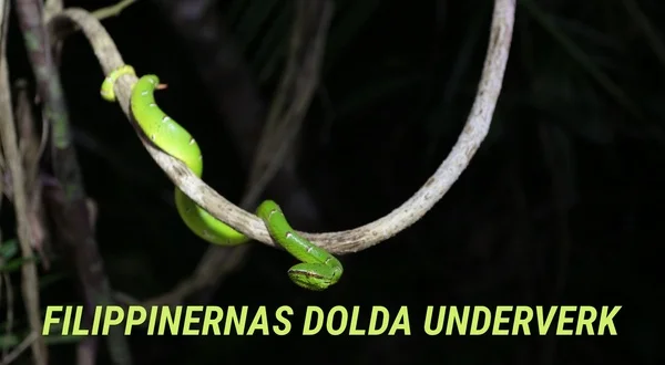 Filippinernas dolda underverk