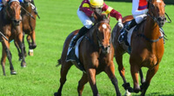 The Bloodstock Files