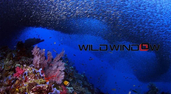 Wild Window