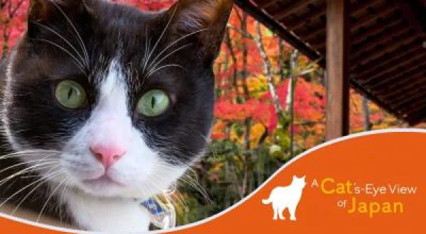 A Cat's-eye View Of Japan