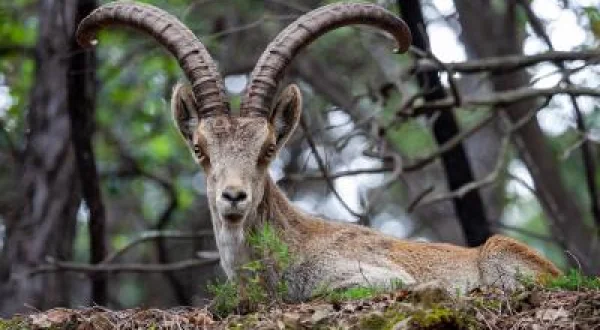 Gredos: Dağların Kralı
