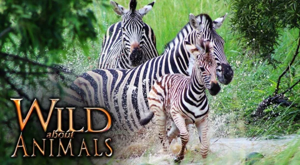 Wild About Animals