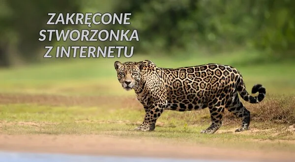 Zakręcone Stworzonka z Internetu