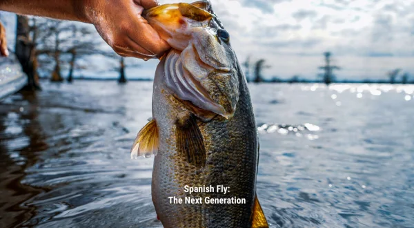 Spanish Fly: The Next Generation