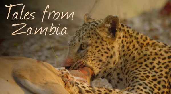 S0E7 - Tregime nga Zambia