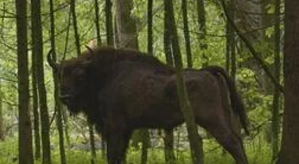 Le bison d'Europe, colosse de la forêt
