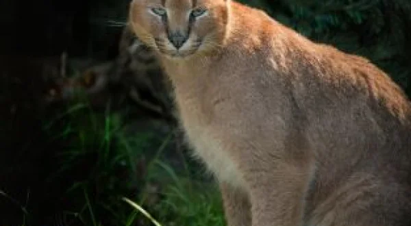 One Zoo Three: Legados familiares