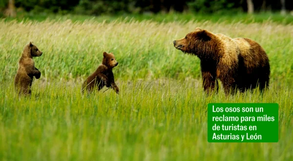 Ecoilógico