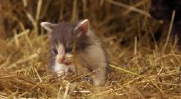 Si j'étais un animal