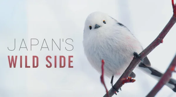 Japan's Wild Side