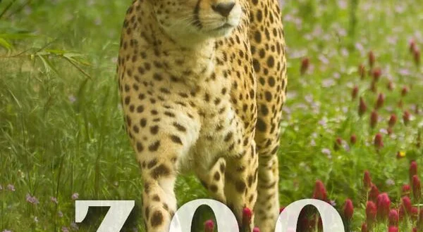 Zoo : le défi de demain
