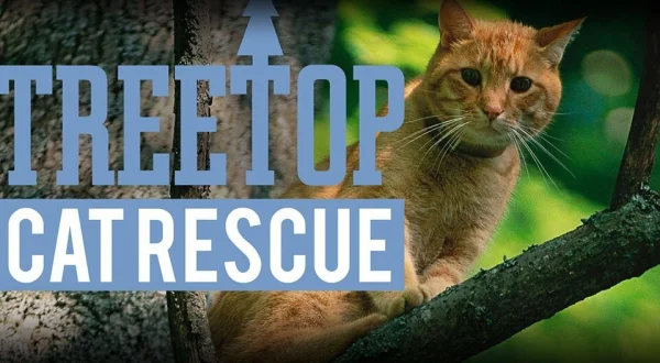 Treetop Cat Rescue