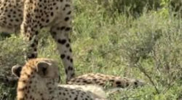 Kedi Savaşları: Aslan Çitaya Karşı