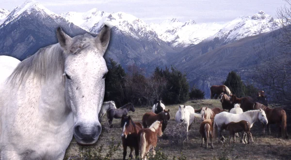 Trashumancia de caballos y potrillos en el Pirineo. Desplazamiento a los verdes pastos