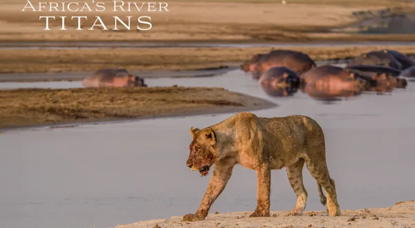 Africa's River Titans