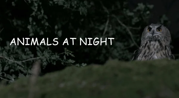 Animals At Night