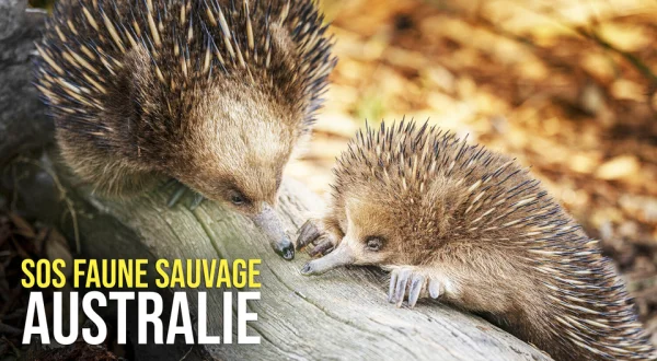 SOS faune sauvage : Australie