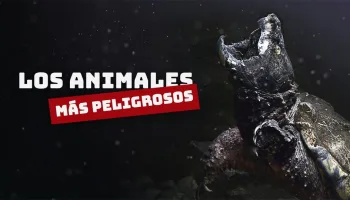 Los animales más peligrosos