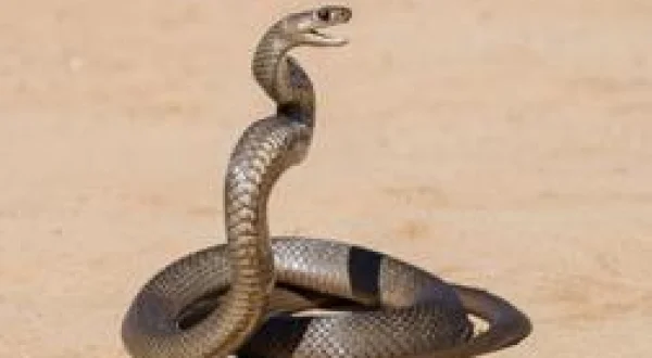 La mort au bout des crocs
