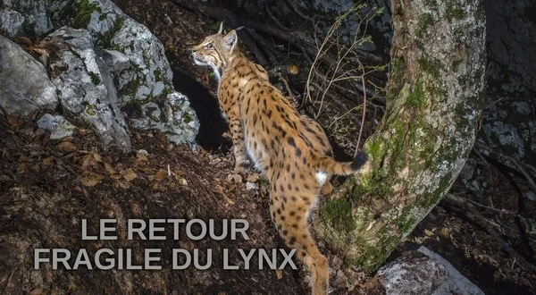 Le retour fragile du lynx