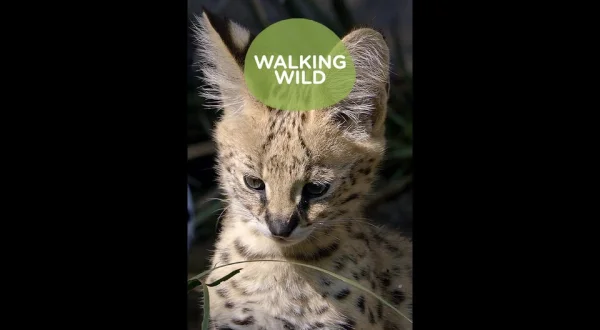 Walking Wild