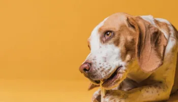 ¿Pueden comer estos alimentos?