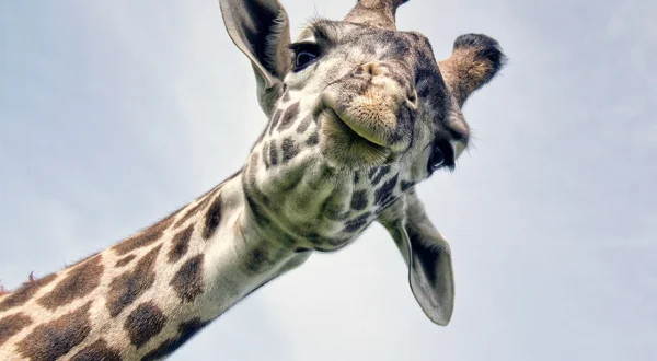 Die größten Tiere der Erde