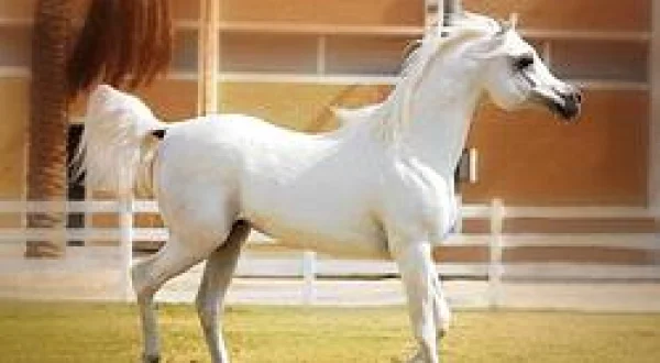 Abu Dhabi International Arabian Horse Championship