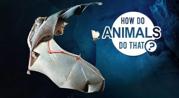How Do Animals Do That?