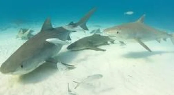 La nuit des requins-tigres