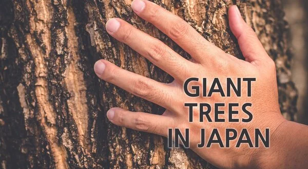 Giant Trees in Japan