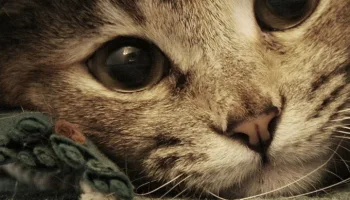 ¿Qué tipo de gato es el tuyo?