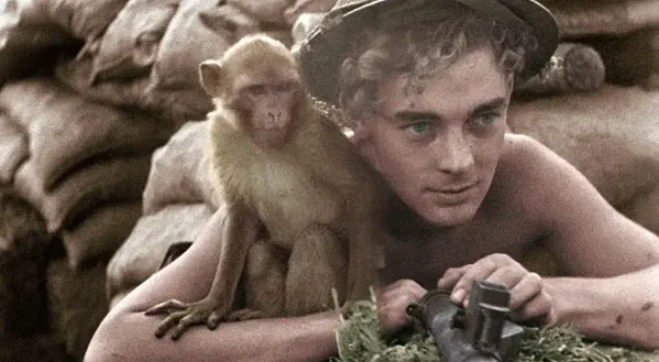 39-45, les animaux dans la guerre