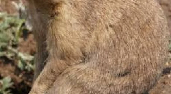 Çayır Köpekleri Bölgesi