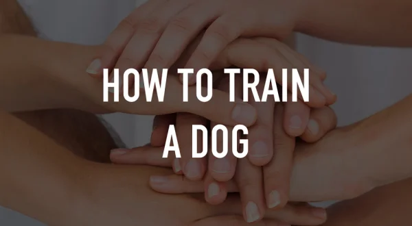 How to Train a Dog