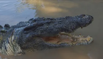 Krokodile: Australiens Überlebenskünstler
