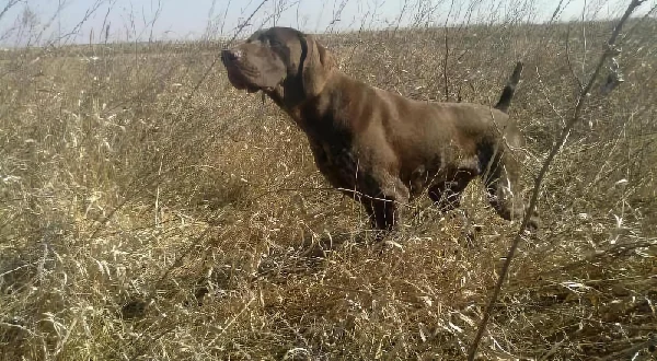 Moj ljubimac