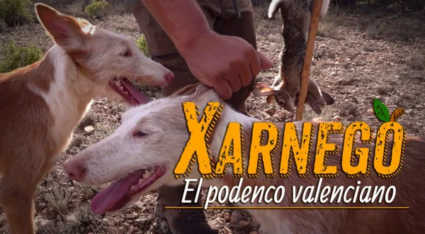 Xarnego, el podenco valenciano