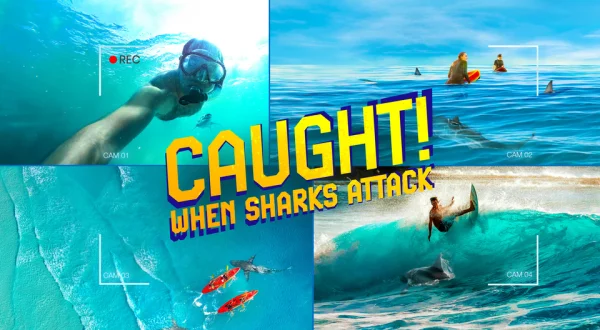 Caught! When Sharks Attack