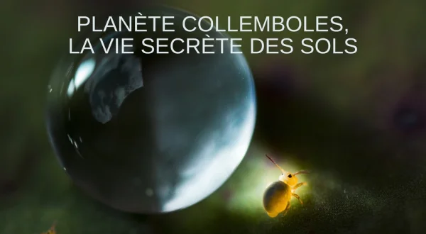 Planète collemboles, la vie secrète des sols