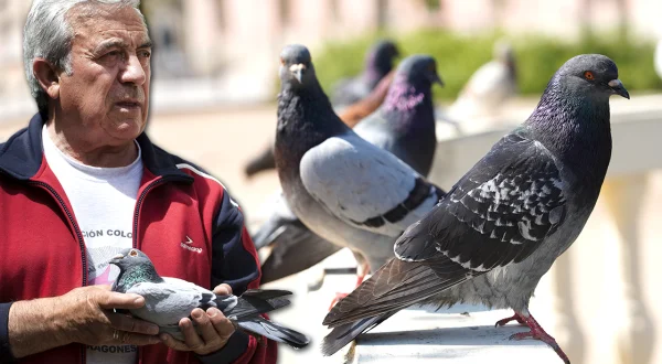Palomas mensajeras y su uso deportivo y militar. Arte de criar y entrenar para competir