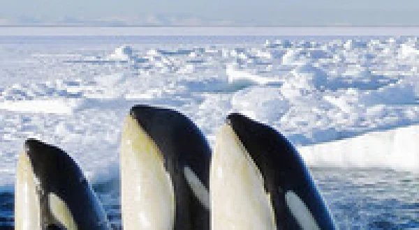 Frozen Planet
