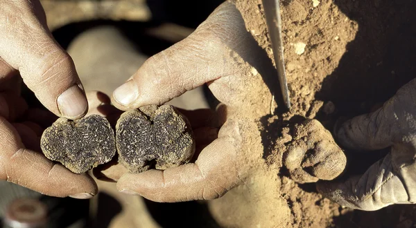 La trufa negra. Búsqueda con perros adiestrados, cultivo y su uso en la gastronomía