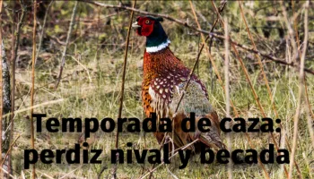 Temporada de caza: perdiz nival y becada