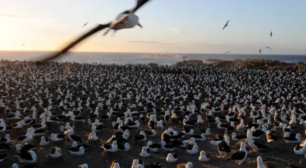Migration sauvage