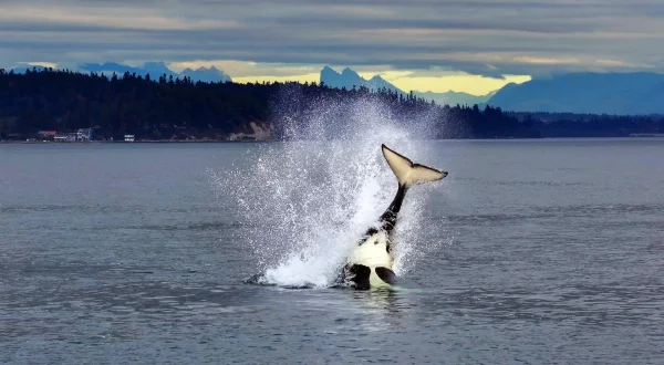 The Secret Life of Orcas