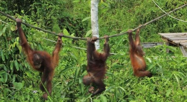 Setkání s orangutany
