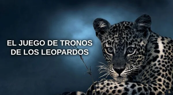 El juego de tronos de los leopardos