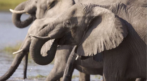 Africa's River Titans